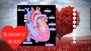 The anatomy of the heart
